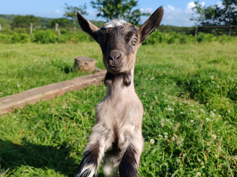Camping Les Peupliers