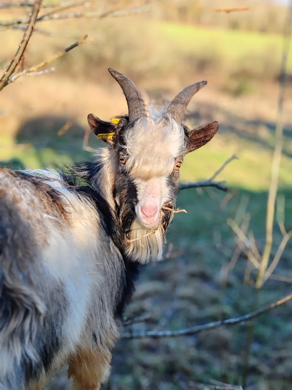 Camping Les Peupliers