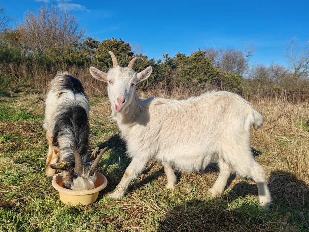 Camping Les Peupliers - image n°47 - UniversalBooking