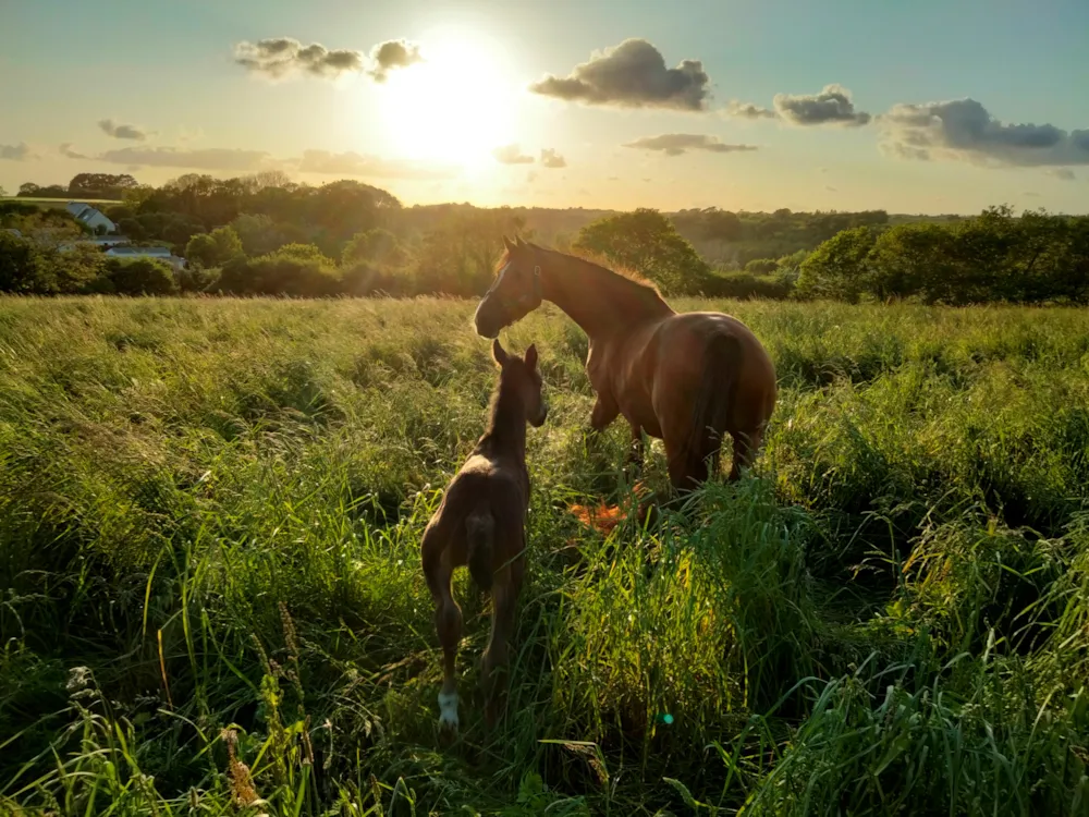 Camping Les Peupliers - image n°49 - UniversalBooking