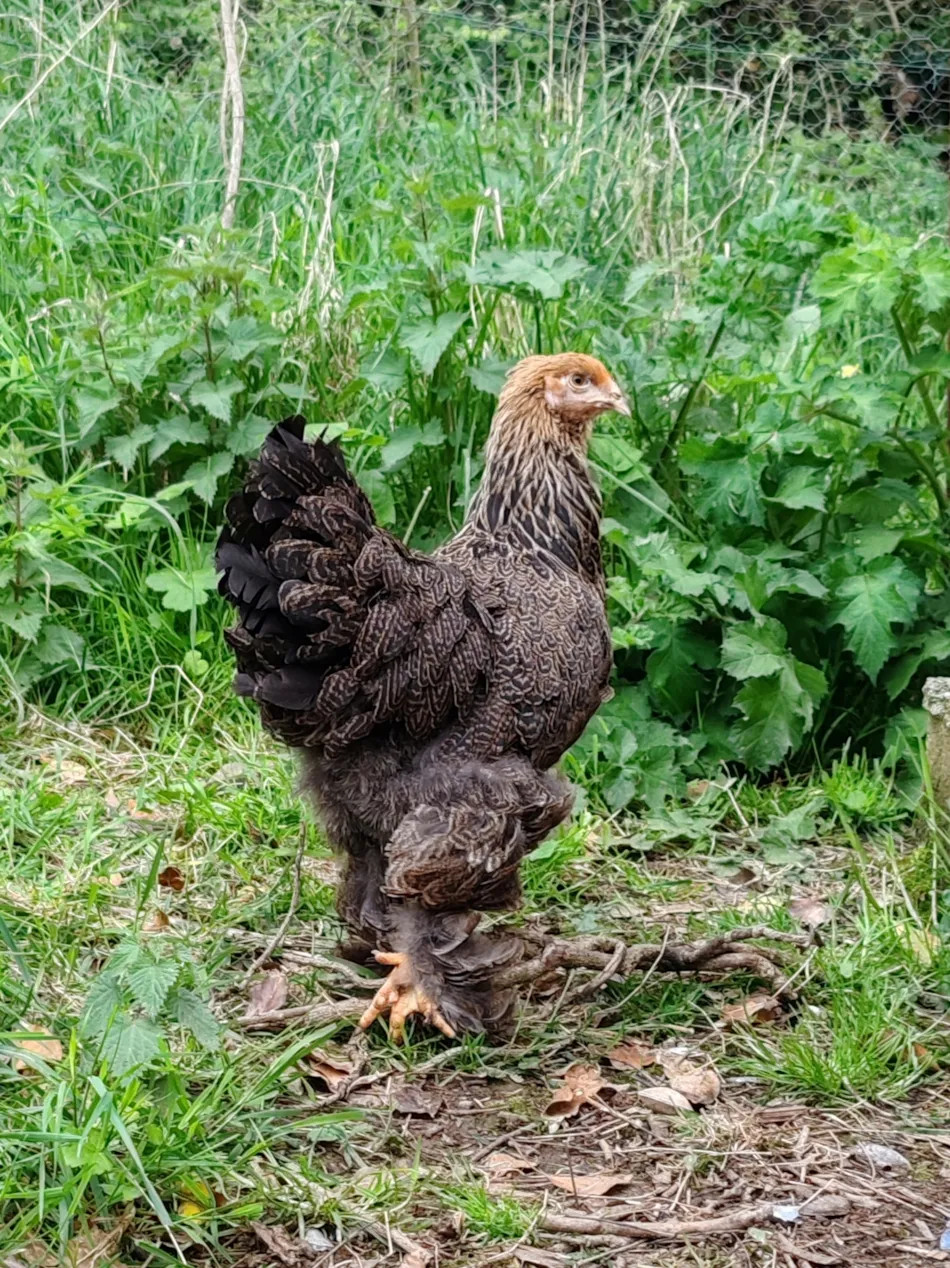 Camping Les Peupliers