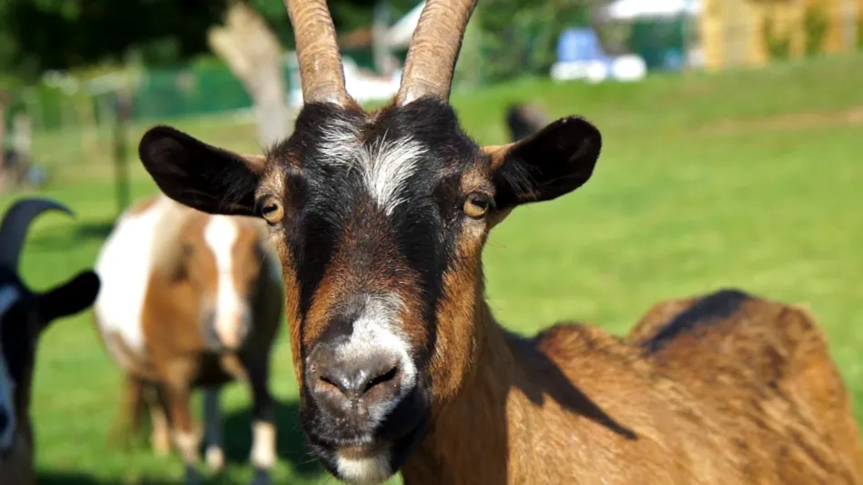Le Hameau des Genêts