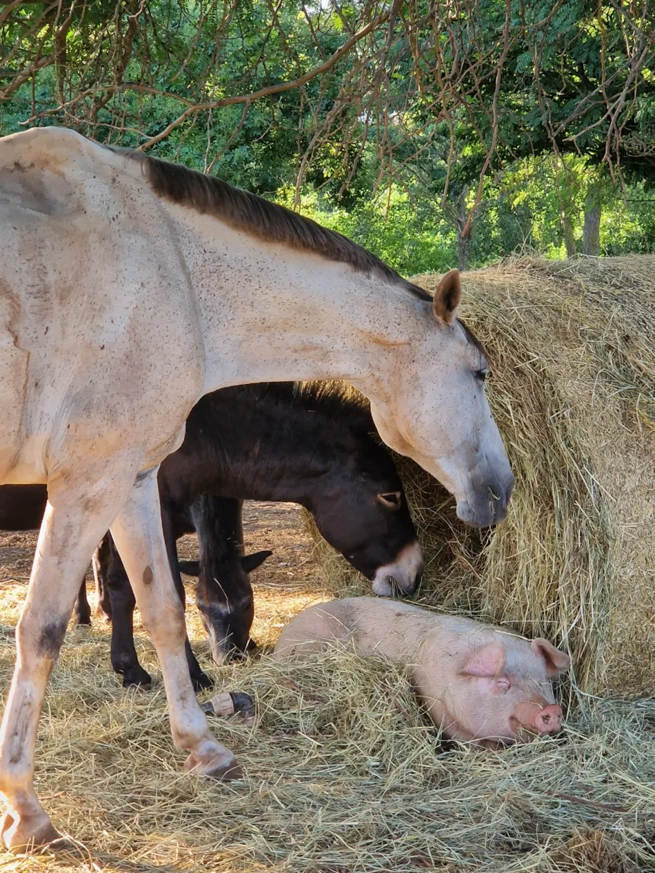 Le Hameau des Genêts