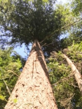 Foto #34 van Camping La Chatonnière