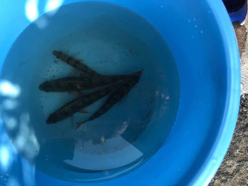 Camping La Chatonnière