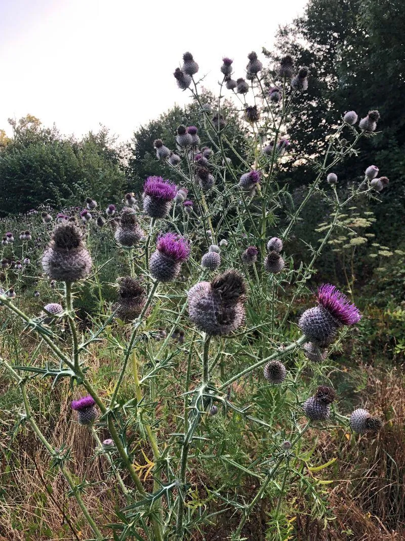 Camping La Chatonnière