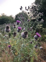 Foto #38 van Camping La Chatonnière