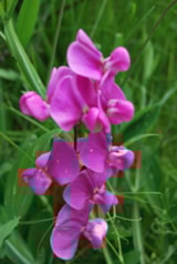 Foto #37 van Camping Le Gallo Romain