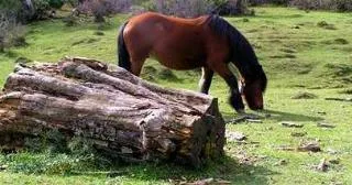 Camping Urbasa Bioitza - image n°3 - Camping Direct