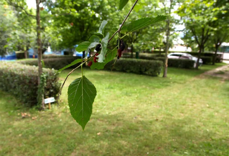 Emplacement A + Véhicule + Électricité 6A + Evacuation Eau 60 M²