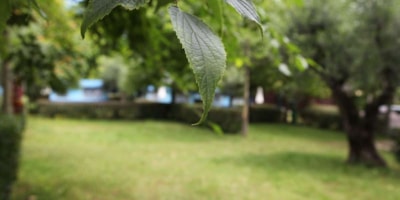 Pitch LARGE — 1