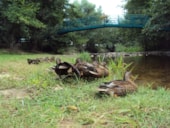 Camping Les Moulettes