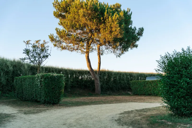 Emplacement Nu Avec Électricité - 1 Véhicule