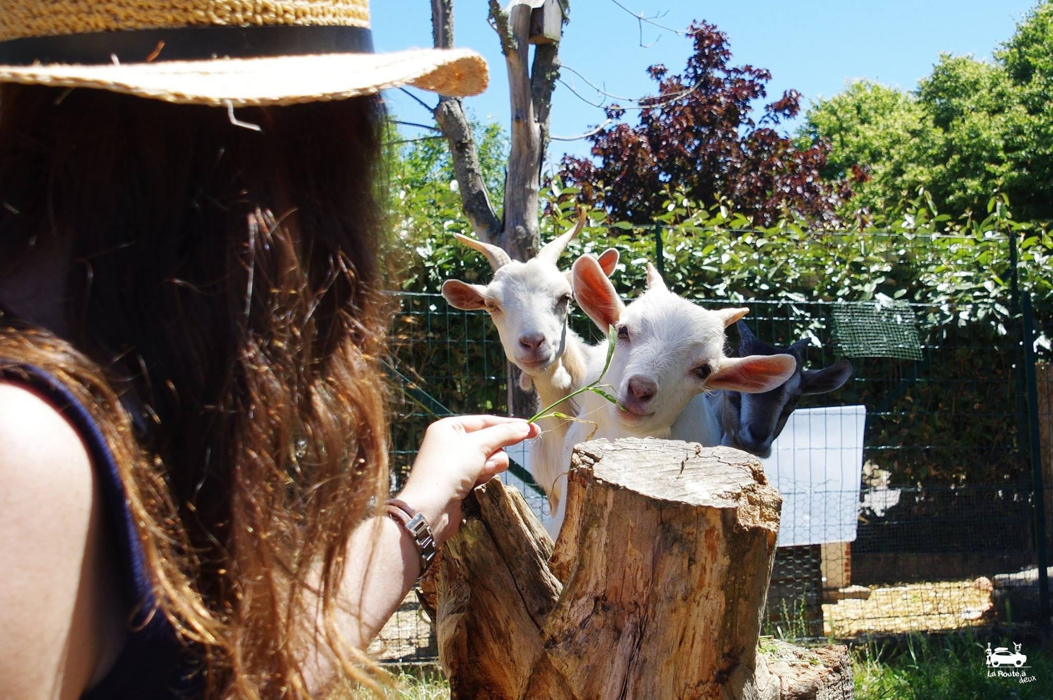 Camping La Ferme de Lann Hoedic — Photo 4