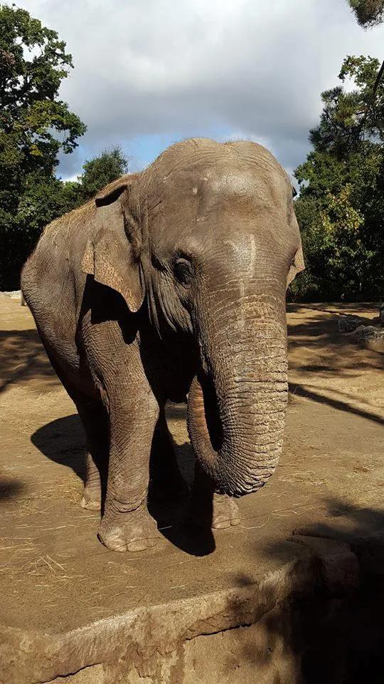 Flower Camping Le Nauzan Plage - image n°40 - UniversalBooking