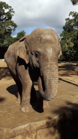 Foto #40 van Flower Camping Le Nauzan Plage