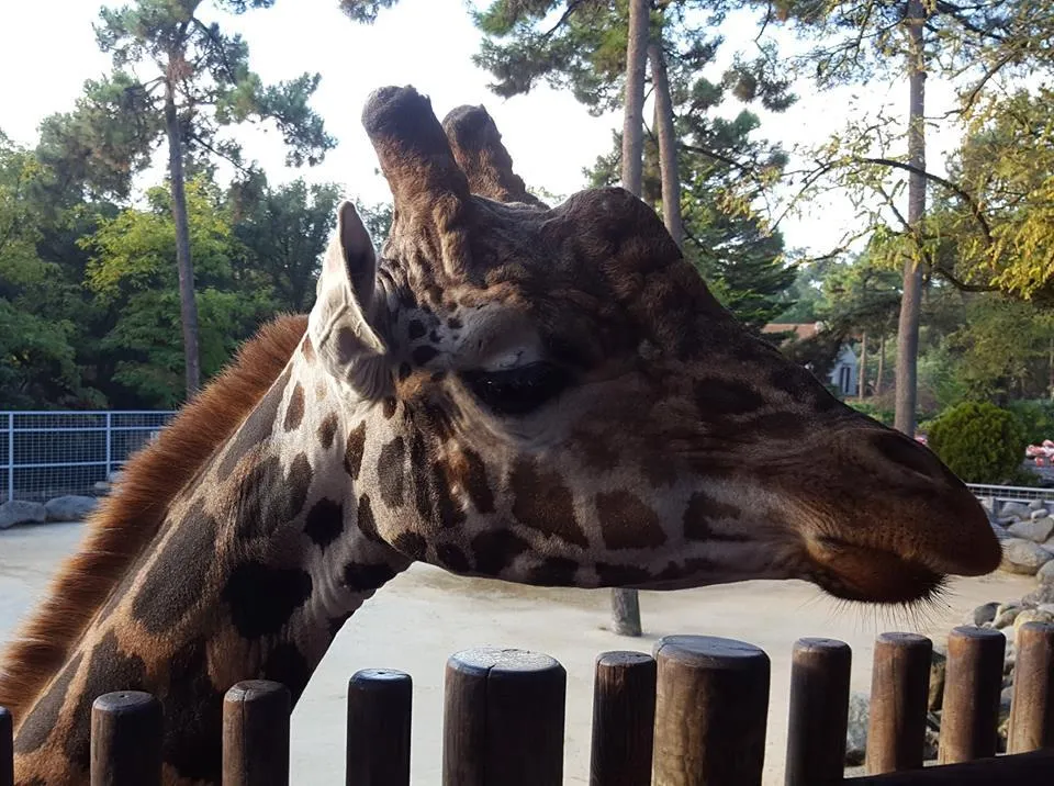 Flower Camping Le Nauzan Plage - image n°41 - UniversalBooking