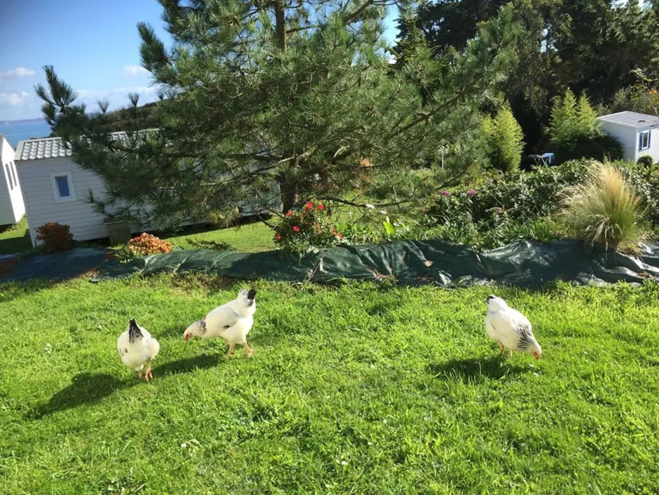 Camping Les Terrasses de Bertheaume