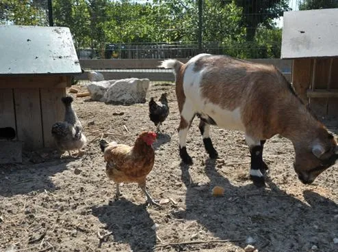 Camping Antioche d'Oléron