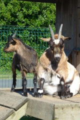 Foto #6 van Camping Antioche d’Oléron