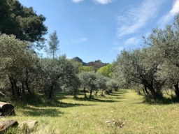 Area Camping Pegomas - Saint-Rémy-De-Provence