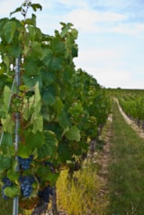 Foto #86 van Camping Le Village du Port