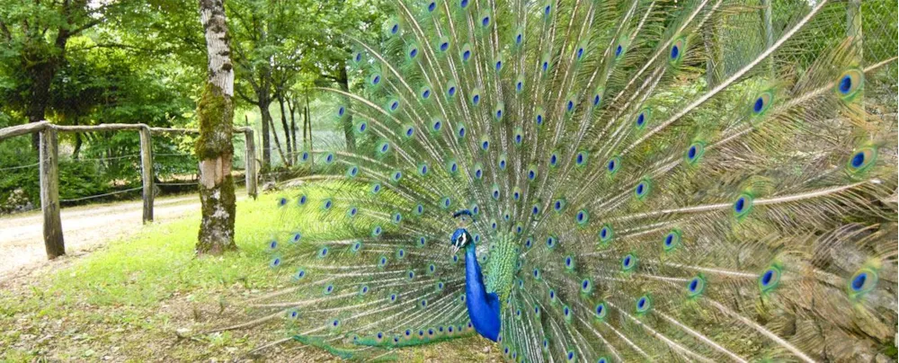 Camping Le Village du Port