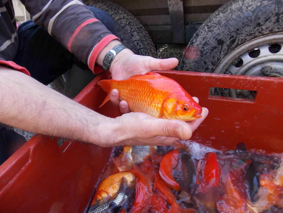 Camping LA FOUGERAIE