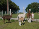 Foto #7 van Camping Le Moulin de Cadillac