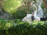 Foto #16 van Camping L’Olivier