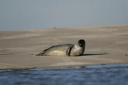 Camping de la Baie de Somme