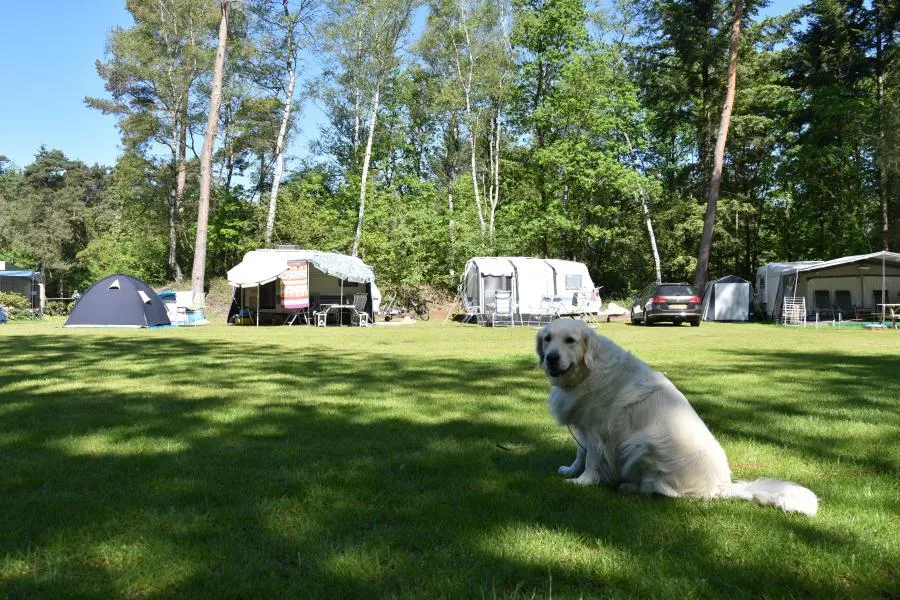 Stellplatz - Komfort Stellplatz Mit Stromanschluss 10 Amp. - Hunde Zugelassen Ommervallei - Camping Ommerland