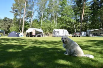 Stellplatz - Komfort Stellplatz Mit Stromanschluss 10 Amp. - Hunde Zugelassen Ommervallei - Camping Ommerland