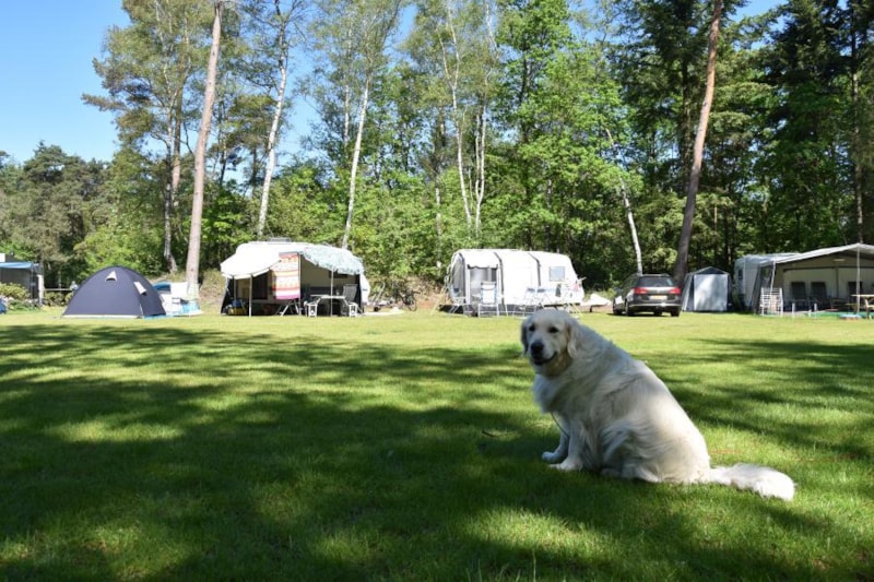 Comfort kampeerplaats met hond Ommervallei