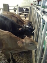 Foto #65 van Camping Le Parc de Vaux