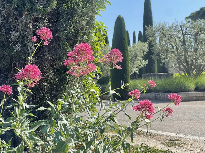 Camping MONPLAISIR PROVENCE**** 