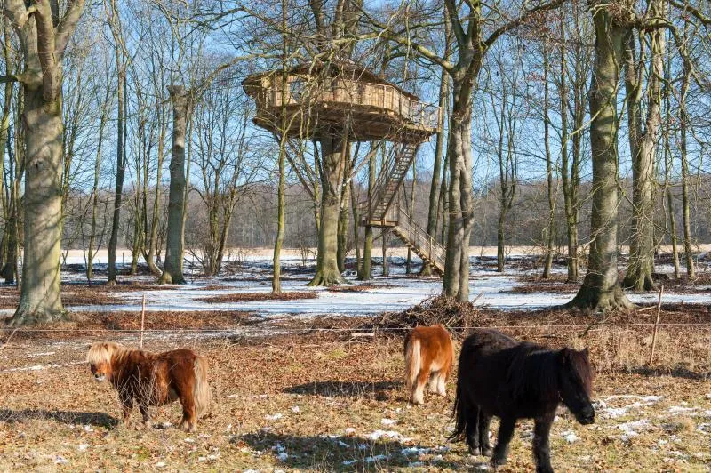Cabane De L'ecureuil