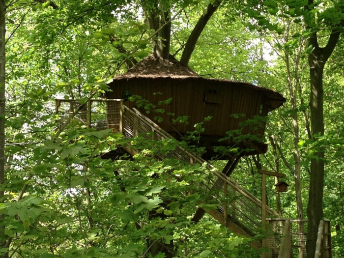 Cabane De L'ecureuil