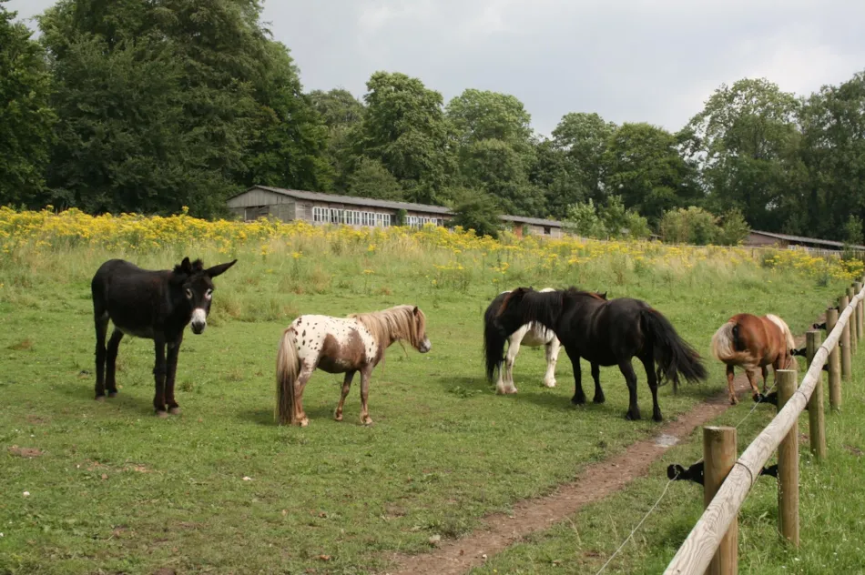 Château des Tilleuls