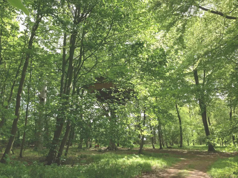 Cabane De L'ecureuil