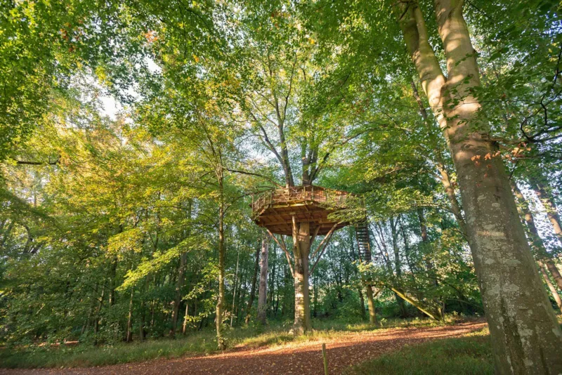 Cabane De L'ecureuil