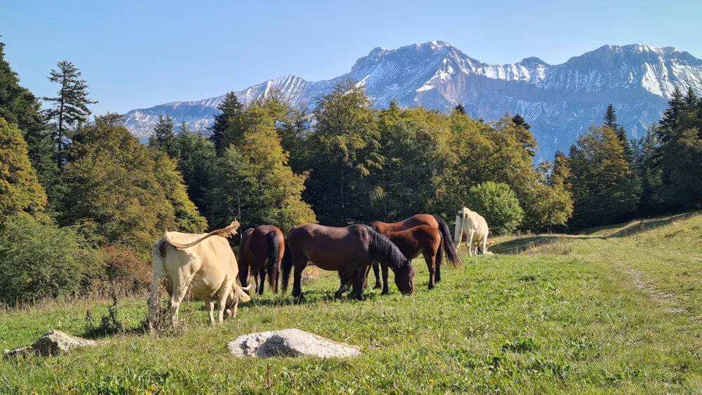 Camping Belle Roche