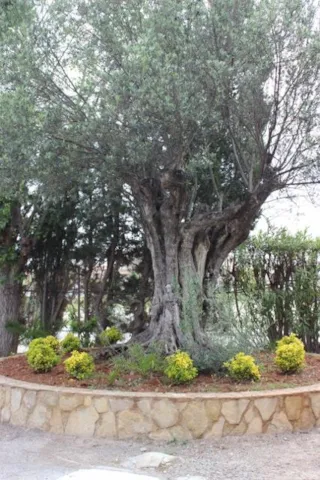  Camping-Puzol Puzol Valencia ES