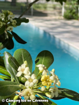 Foto #15 van Isis En Cévennes