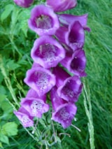 Foto #47 van Camping Le Panoramique