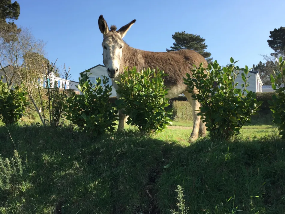 Camping Armor Loisirs