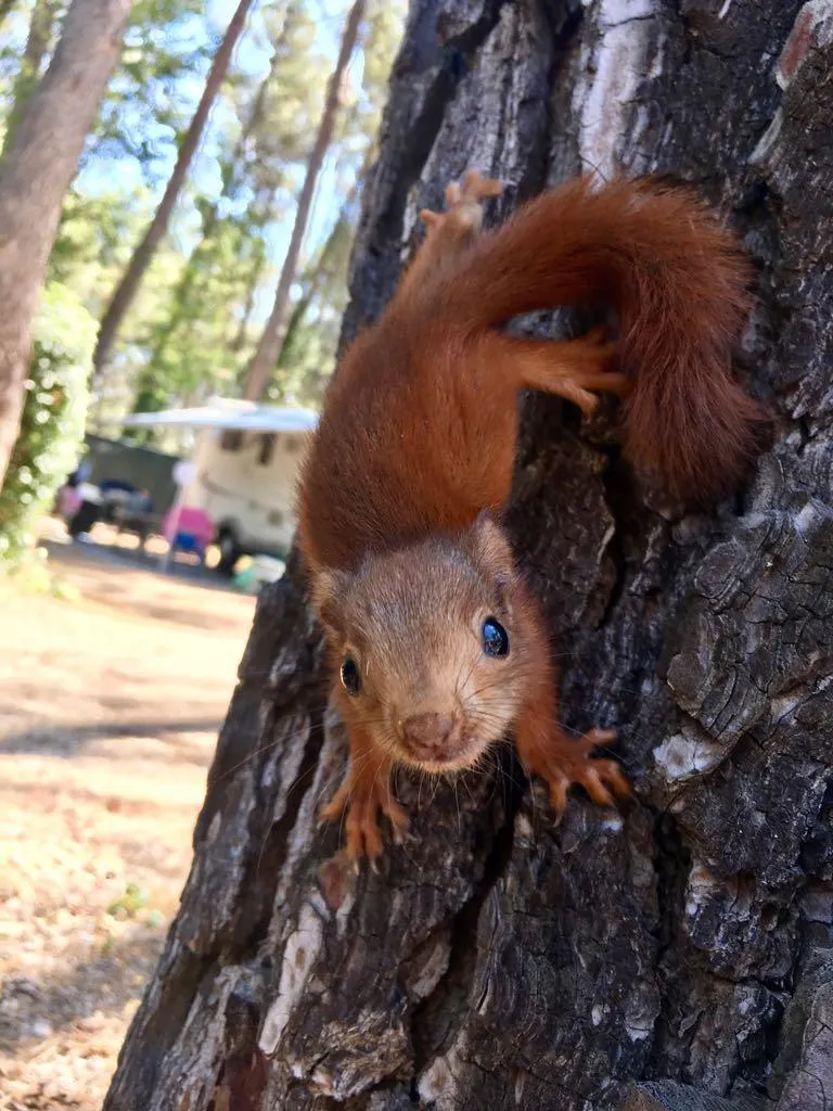 Camping le Devançon
