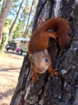 Foto #8 van Camping le Devançon