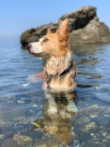 Foto #23 van MIRAMARE Village – Apartments – Camping