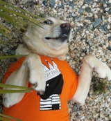 Foto #12 van Camping Au Port Punay